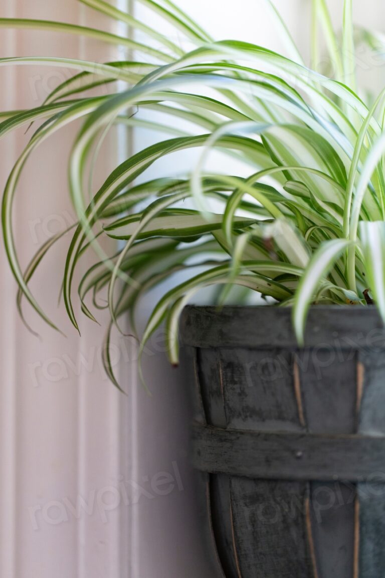free potted spider plant image