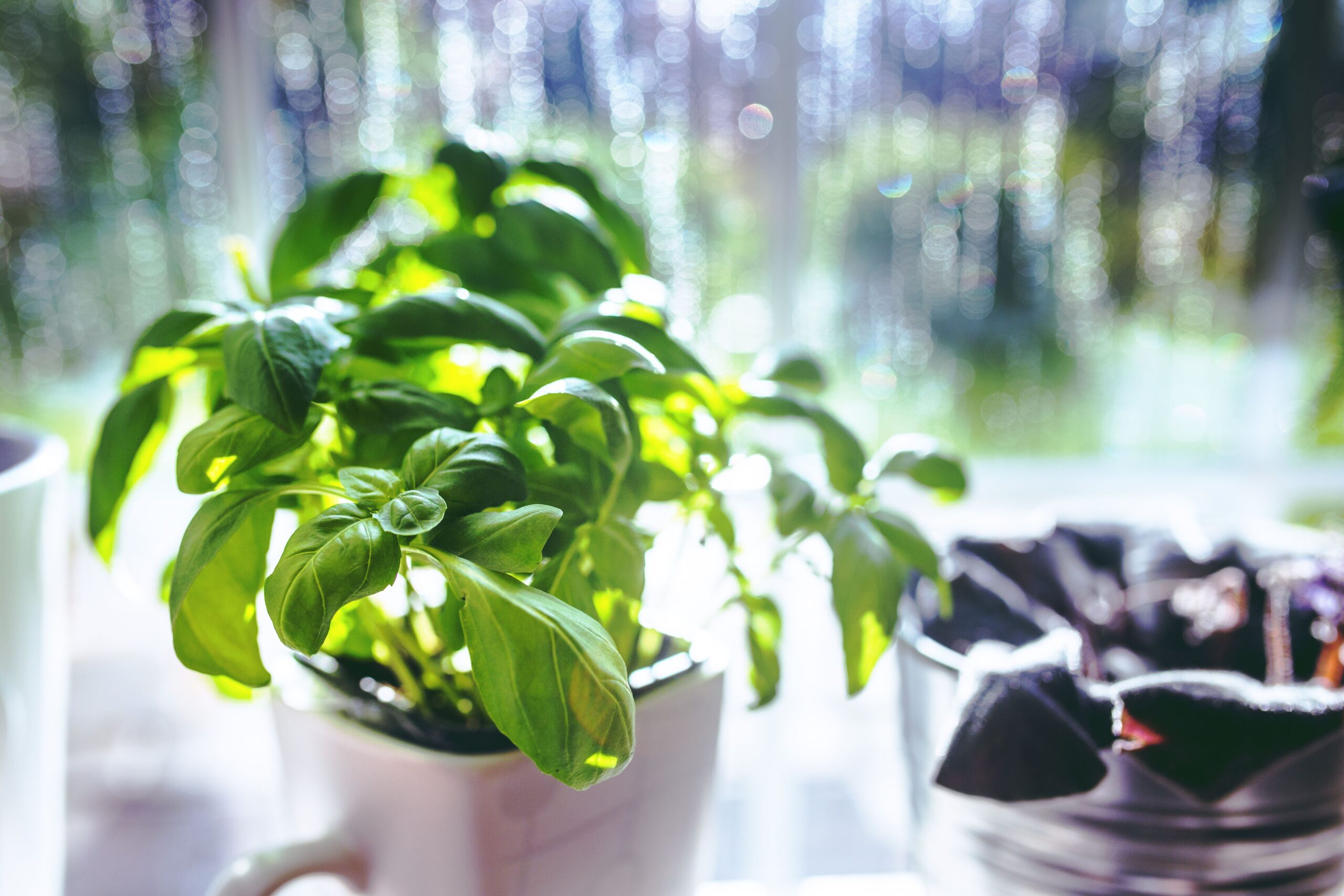 A vibrant basil plant grows in a pot, basking in sunlight by a kitchen window.